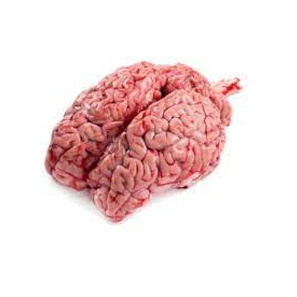 BRAIN